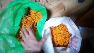 Как правильно обработать  собранную облепиху?