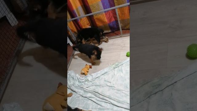 Мальчик-жёлт и девочка-красн 55дней смотреть онлайн