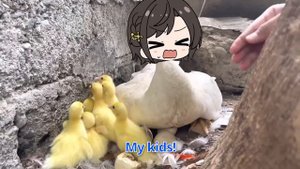 Subaru duck become Mama duck | Animal hololive