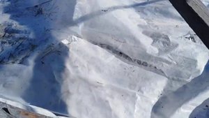 #КЛУБНИКА. КАК СОХРАНИТЬ РАССАДУ ДО ВЕСНЫ