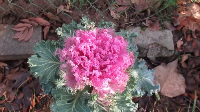 Цветок капуста декоративная смотреть онлайн