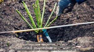 Посадка роз осенью в открытый грунт