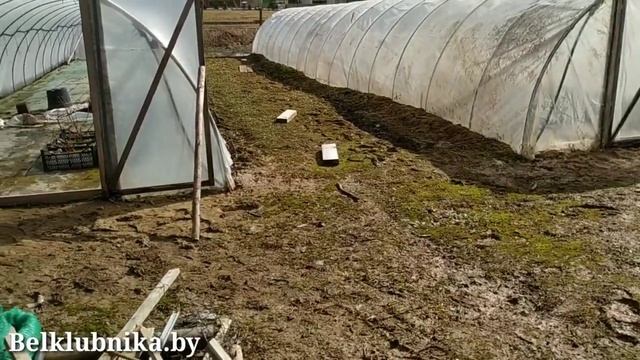 Начало сезона 2021. Маточный корень малины Аврора, Эндросадира. 29.03.2021. Belklubnika.by.mp4 смотреть онлайн