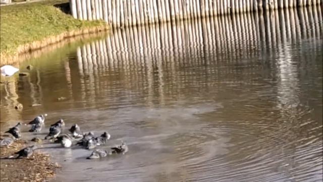 Голуби принимают водные процедуры смотреть онлайн