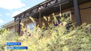 Дерево раздора: как избежать конфликтов в соседями по даче