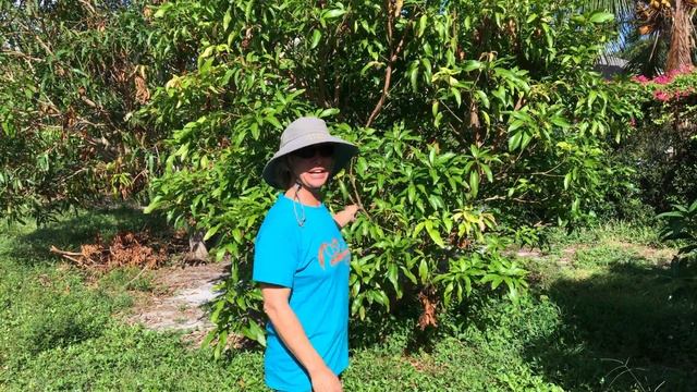 ASK CHRIS- What are the best varieties of mangos to plant in small spaces? смотреть онлайн