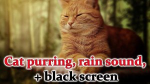 Cat purring, rain sound, + black screen