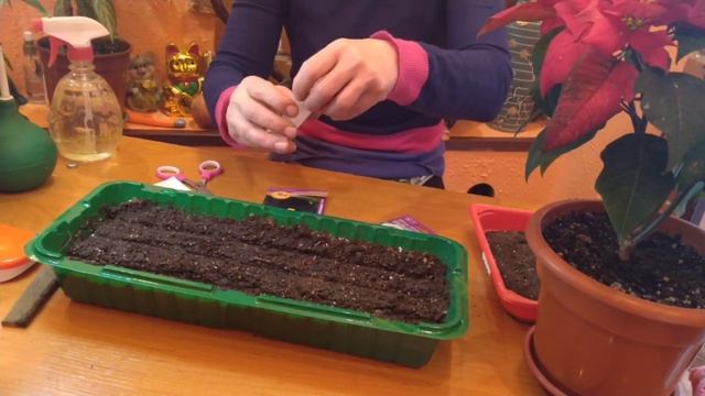 ВИОЛА ПОСЕВ НА РАССАДУ В МАРТЕ ! смотреть онлайн