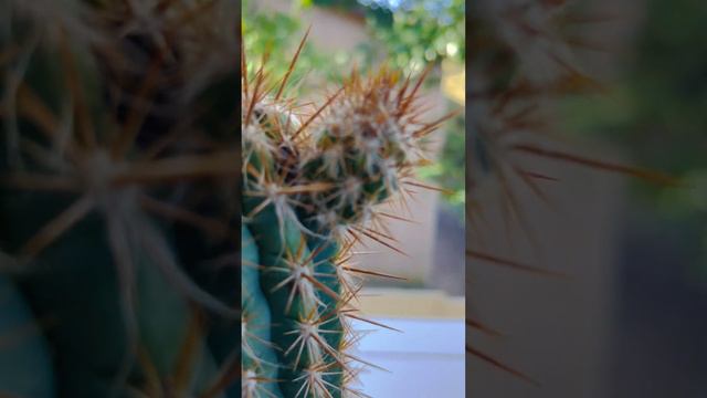 PILOSOCEREUS GOUNELLEI CACTUS 25 cm Long #cactuscollection