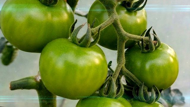 УСПЕЙТЕ СОБРАТЬ ИХ ДО ХОЛОДОВ! У ВАС ВСЮ ЗИМУ БУДУТ СВЕЖИЕ ТОМАТЫ НА СТОЛЕ! ЗЕЛЕНЫЕ ПОМИДОРЫ НА ЗИМ