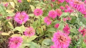 Лилейник (Гемерокаллис) и лилия, в чём различие?