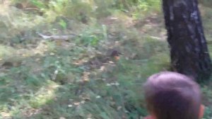 ВСТРЕТИЛИ  ЕЖИКА В ЛЕСУ