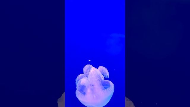 The most beautiful sea creatures jellyfish