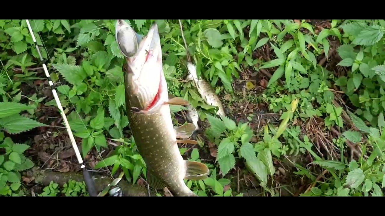 ПРОБОВАЛ НА ЖИВЦА, НО НАЛОВИЛ НА СПИННИНГ! РЫБАЛКА НА ЩУКУ НА ОЗЕРЕ!!! смотреть онлайн