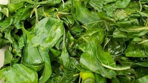 ОБЗОР ОГОРОДА.ЗАГОТОВКА,ЗАСОЛКА ЛИСТЬЕВ ОТ ПЕРЦА.