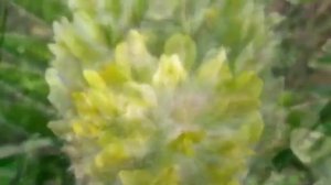 где купить астрагал