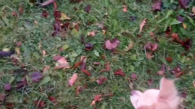 DOG-VLOG Прогулка с Микки. Где мы обычно гуляем смотреть онлайн