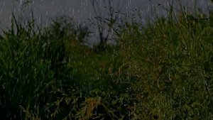 Дождь в поле. Пение птиц Звуки природы