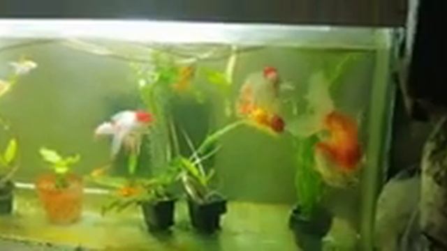 20 золотых рыбок и заросший аквариум с мелкими рыбками. смотреть онлайн