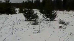 Живые новогодние ЕЛКИ оптом от производителя Пермская елка ОПТ