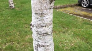 Silver Birch (Betula pendula) - trunk close up - April 2018