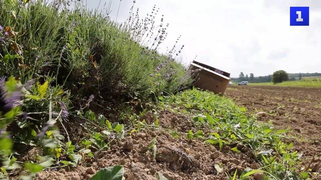 В Крыму вывели новый сорт лаванды «Меркурий»
