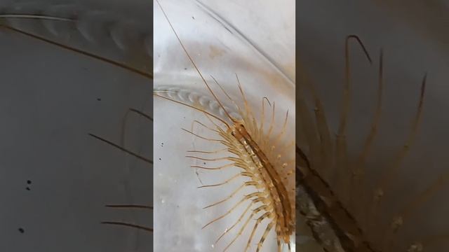 Funny House Centipede Scutigera coleoptrata Lives in Bathroom. 10.August.2022.