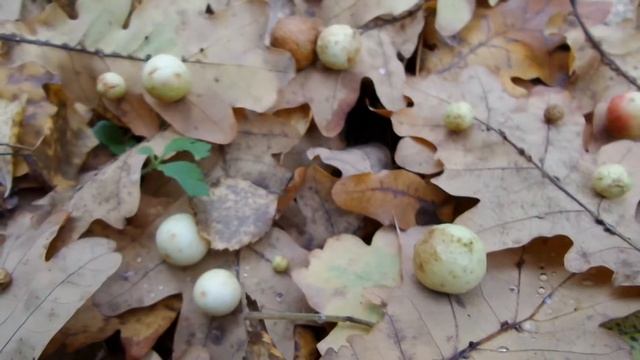 Осень листья. Рыбки(3) смотреть онлайн