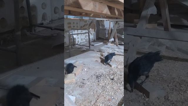 Котофей Иванович и Карл!!! смотреть онлайн