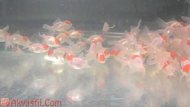 Золотая рыбка - форма Оранда Красная шапочка с белым телом. Аквариумные рыбки. Аквариумистика. смотреть онлайн
