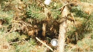 Леший 2 и Vector Optics Paragon 4x24 Micro Prism Scope на 50 и 46.