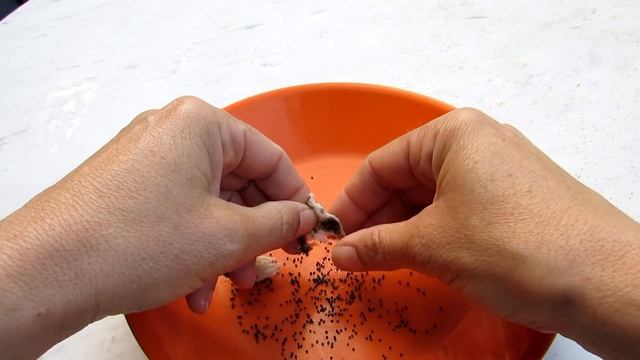 Propagating Cactus - Harvesting Notocactus roseoluteus Seeds смотреть онлайн