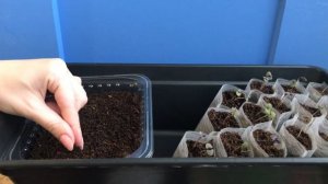 Спаржа Аржентельская выращивание из семян 2020.