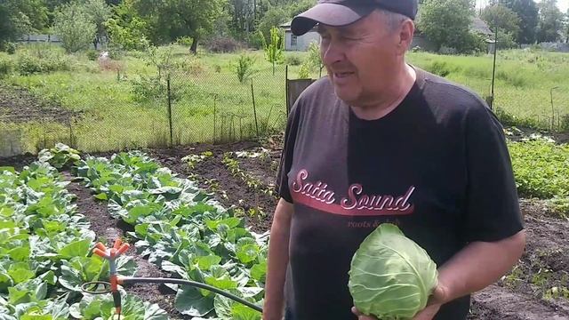 Сбор урожая эко капусты. смотреть онлайн