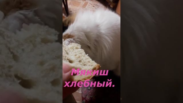 Голодная кошка shorts и хлебный мякиш