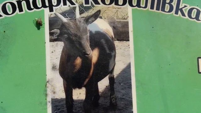 🐫ВЕРБЛЮД, 🐐КАМЕРУНСКАЯ КОЗА, 🐏БАРАНЧИКИ. 🌳ЭКО ПАРК!