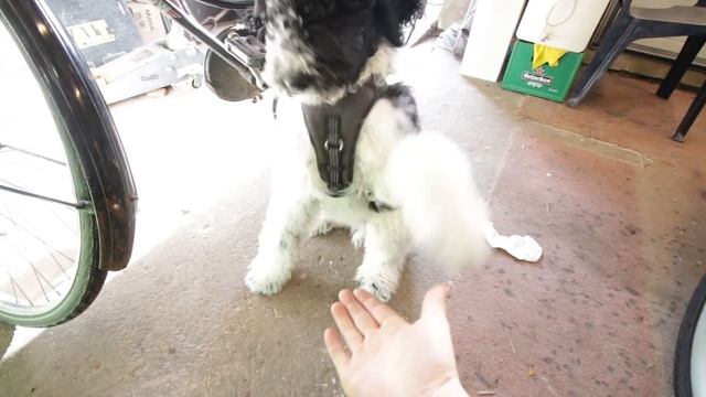 Nissan Stagea RB26 Swap. Pt.2 - 4WD to RWD & Belt, Oil Pump, Seals смотреть онлайн