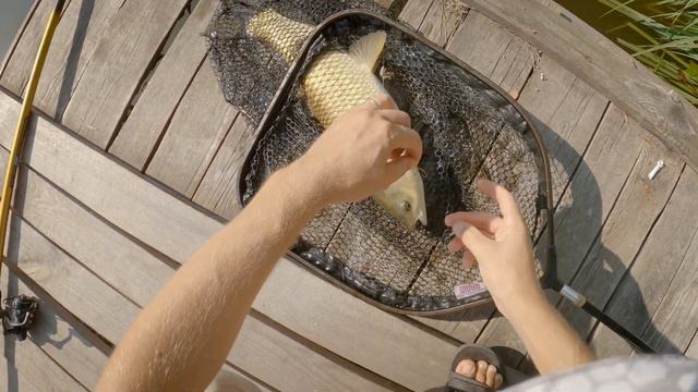 Рыбалка на карпа и амура 2021 смотреть онлайн