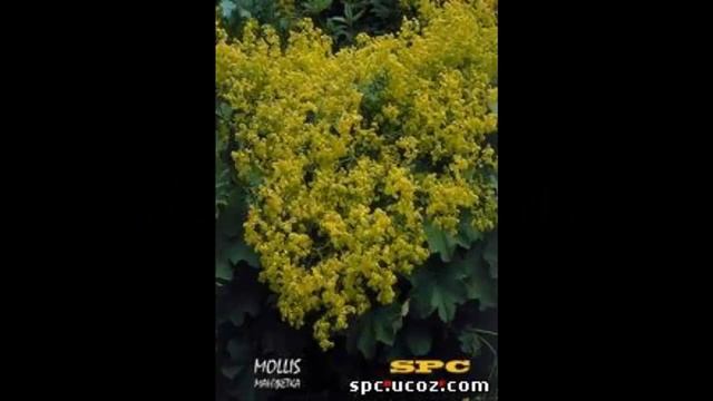 #Многолетники17 Другие #многолетники1 #Цветы для сада и бизнеса от Ольги Шевчук смотреть онлайн