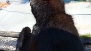 Кошка просится на прогулку, любит дышать свежим воздухом. Как гуляем с непривитой молодой кошечкой.