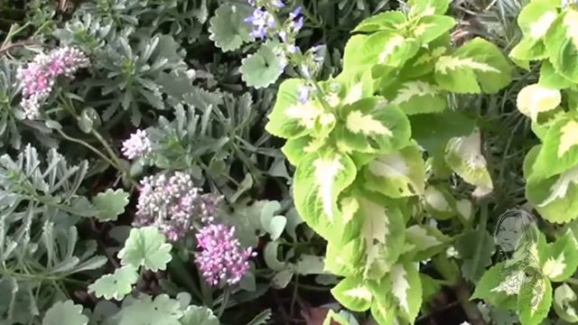 КОЛЕУСЫ ПЕРЕЕЗЖАЮТ В ДОМ! смотреть онлайн