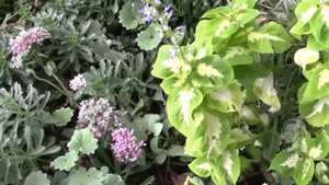 КОЛЕУСЫ ПЕРЕЕЗЖАЮТ В ДОМ!