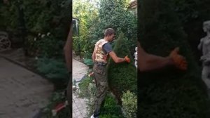 Формирование вересковидной туи