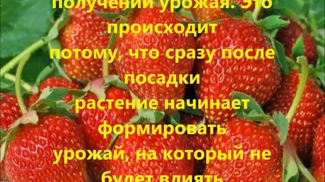 Лучшие сорта ремонтантной клубники( земляники)