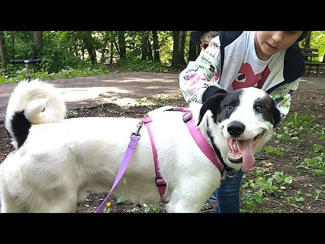 ФОКС, ласковый нежный озорной мальчик (1 год) из приюта Щербинка, ладит с детьми и собаками