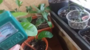 Как правильно поливать?лимон?,в домашних условиях.