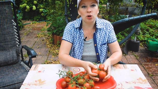 Посадите этот томат и всегда будете с урожаем! Томат Груши Шоколадные. Неприхотливый изысканый тома смотреть онлайн