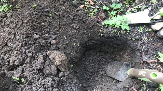 Посадка хризантемы мультифлора.