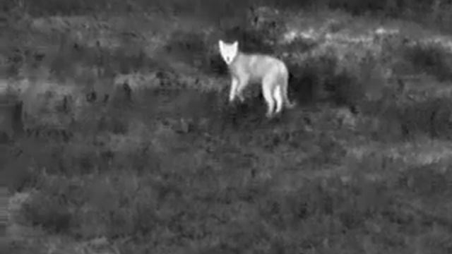 Therm-App: termowizja przyroda - kot смотреть онлайн