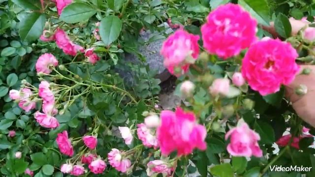 Роза вьющаяся мелкоцветная розово-бордовая #роза#роза вьющаяся#продамсаженцы